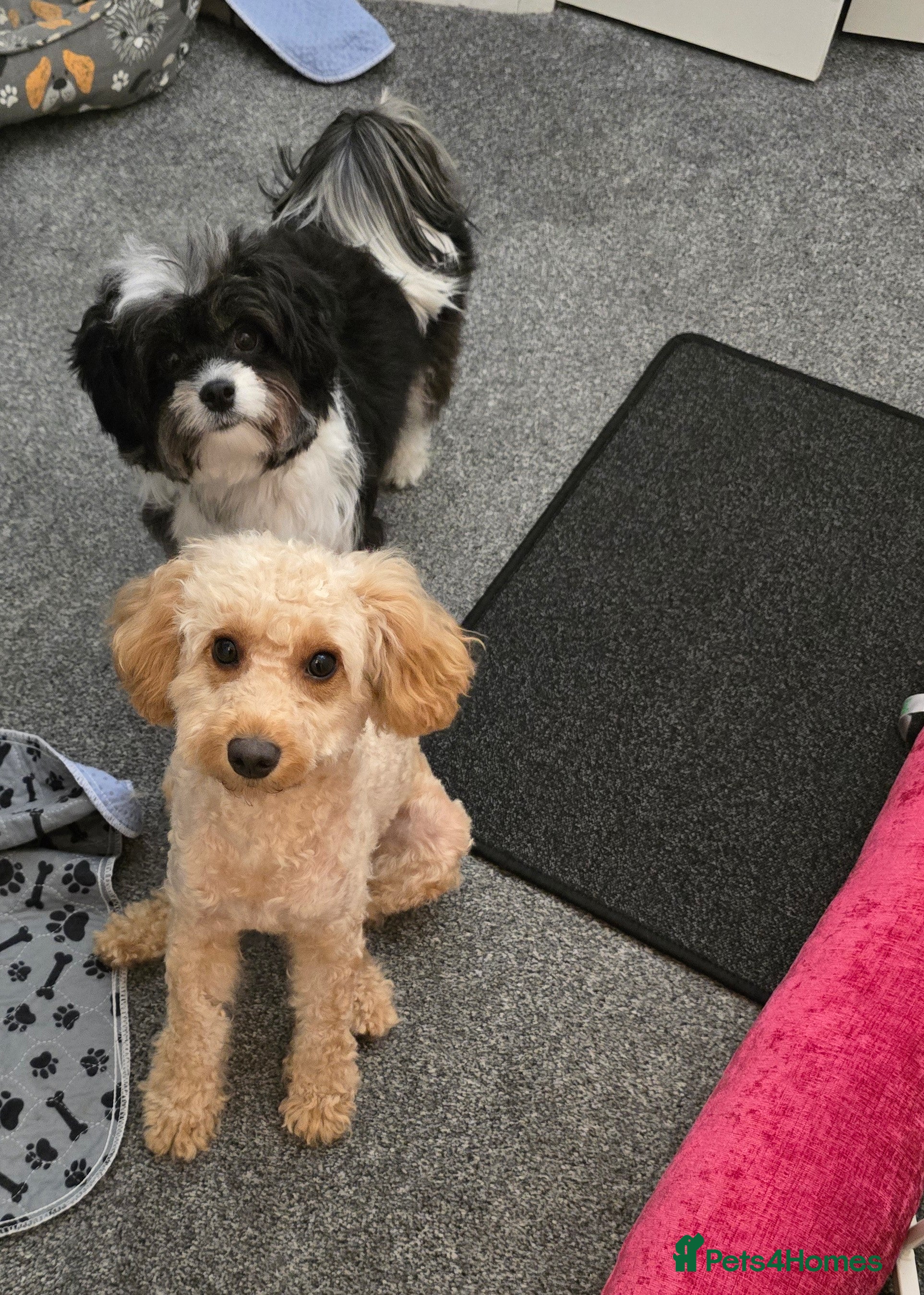 Cockapoo dogs Happy 16m Female Cockapoo Looking for Active Home - Advert 1