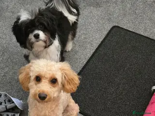 Cockapoo dogs Happy 16m Female Cockapoo Looking for Active Home - Advert 11
