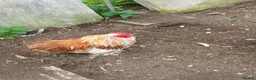 Chickens poultry for sale: 3 pekin bantam cockerals  - Advert 3