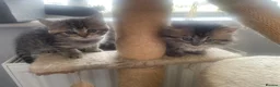Mixed Breed cats for sale: Adorable Persian-X kittens for sale  - Advert 4