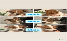 Jack Russell dogs for sale: Jack Russell puppies  - Image 3