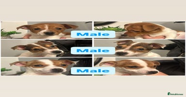 Jack Russell dogs - Advert 3