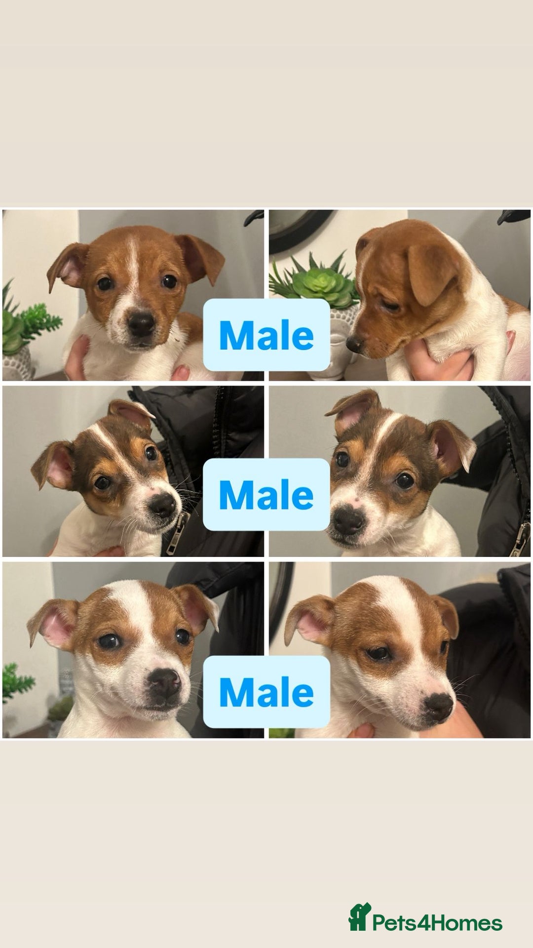 Jack Russell dogs for sale: Jack Russell puppies  - Image 3
