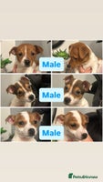Jack Russell dogs - Advert 6