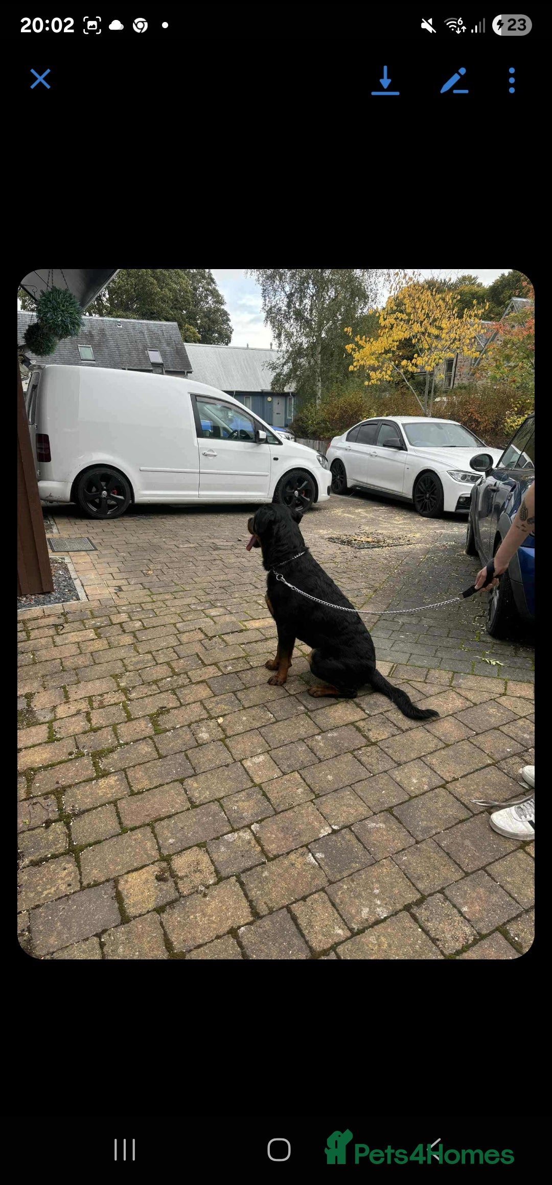 Rottweiler dogs for sale: Rottweiler 10 month old - Image 6