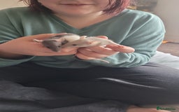 Rat rodents for sale: Male and female rats ❤️💙 - Image 9