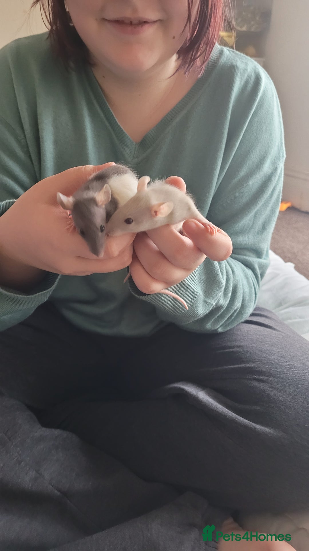 Rat rodents for sale: Male and female rats ❤️💙 - Image 9