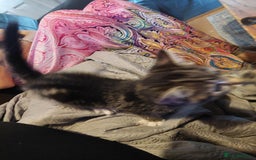 British Shorthair cats for sale: 2 kittens available - Image 2
