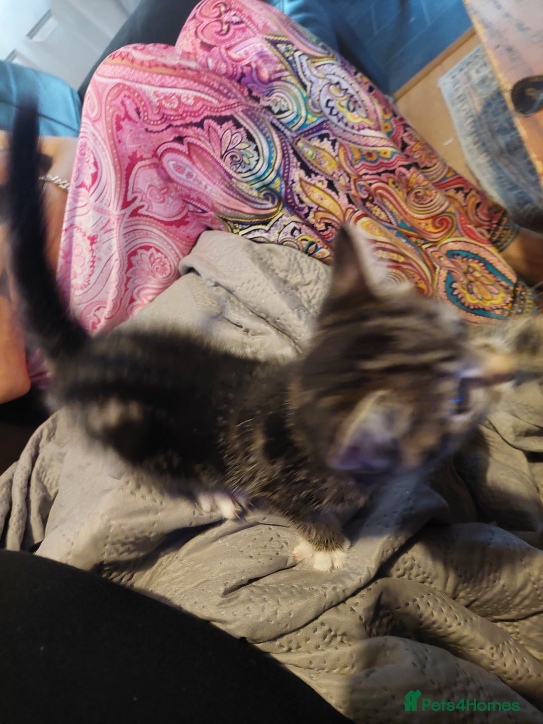 British Shorthair cats for sale: 2 kittens available - Image 2