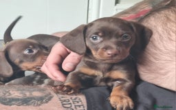 Miniature Dachshund dogs for sale: 6 beautiful miniature Dachshund 7 weeks old - Image 5