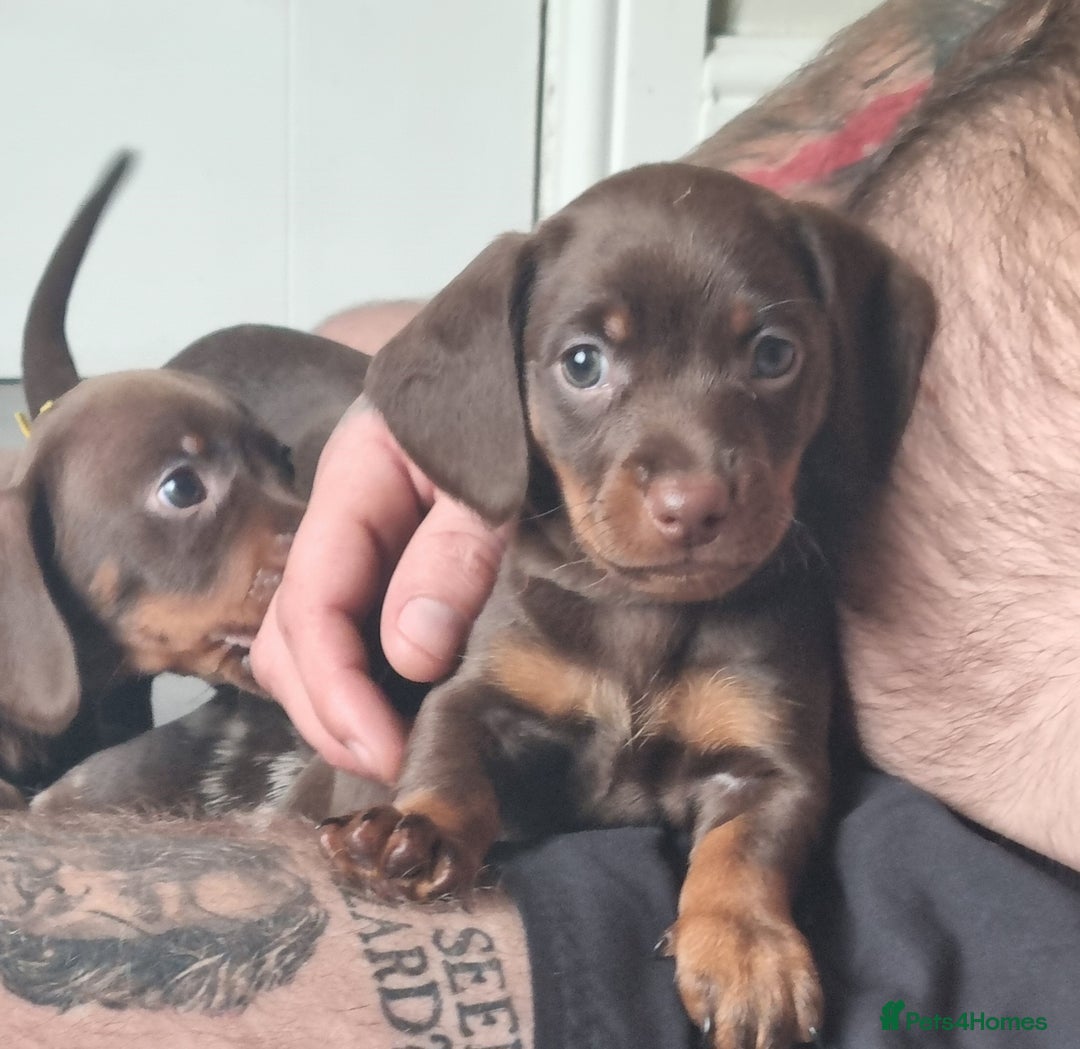 Miniature Dachshund dogs for sale: 6 beautiful miniature Dachshund 7 weeks old - Image 5