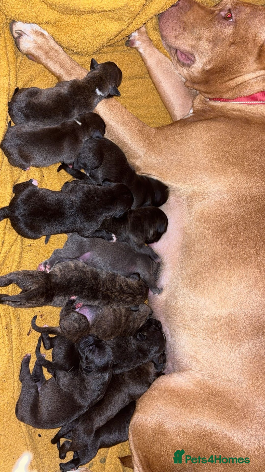 Mixed Breed dogs for sale: Staffordshire bull terrier X - Advert 10