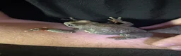 Frog reptiles for sale: Mexican leaf frog needs rehome and attention - Advert 3