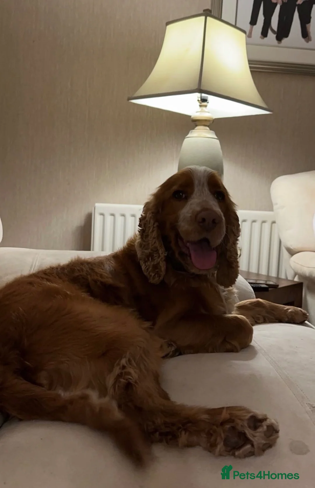 Cocker Spaniel dogs for stud: Cocker Spaniel Stud Available  in Dungannon - Advert 1