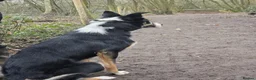 Border Collie dogs for sale: Border Collie For Sale in Wirral - Advert 7
