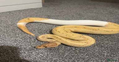 Python Snake reptiles Banana Pied Royal Python - Advert 5