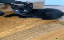 Mixed Breed cats for sale: black bengal kitten looking for a forever home 🏡  - Image 4