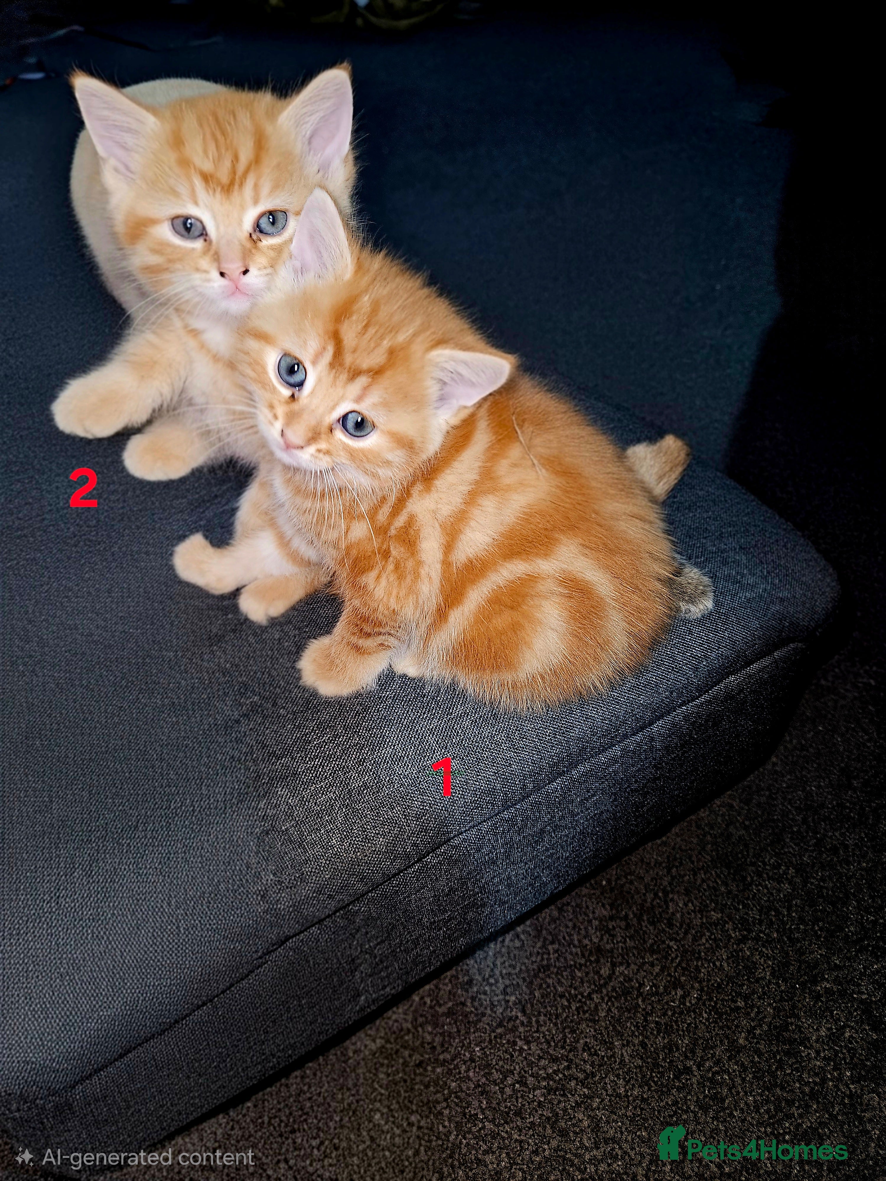 Mixed Breed cats  1 male, 1 female ginger kittens for sale.   - Advert 7