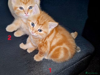 Mixed Breed cats 1 male, 1 female ginger kittens for sale. - Advert 1