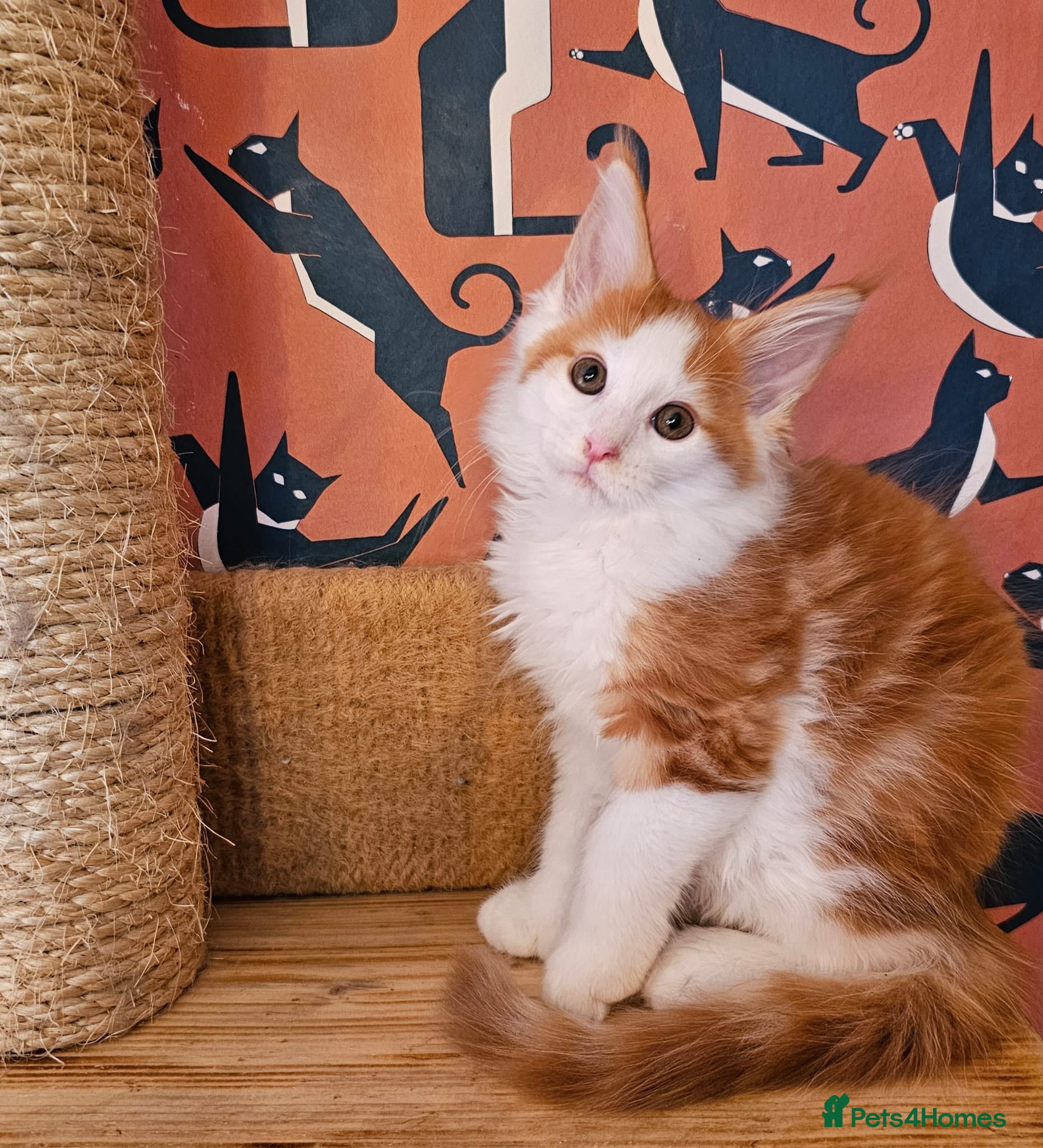 Maine Coon cats Maine Coons Kittens,  *1 polydactil available* - Advert 15