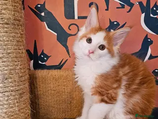 Maine Coon cats Maine Coons Kittens, *1 polydactil available* - Advert 15