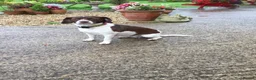 Mixed Breed dogs for sale: Cockerjackapoo in Neath - Advert 2
