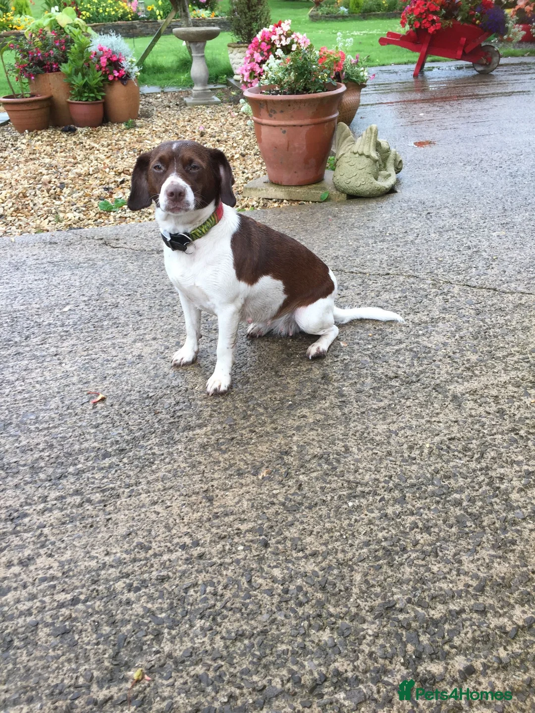 Mixed Breed dogs for sale: Cockerjackapoo in Neath - Advert 2
