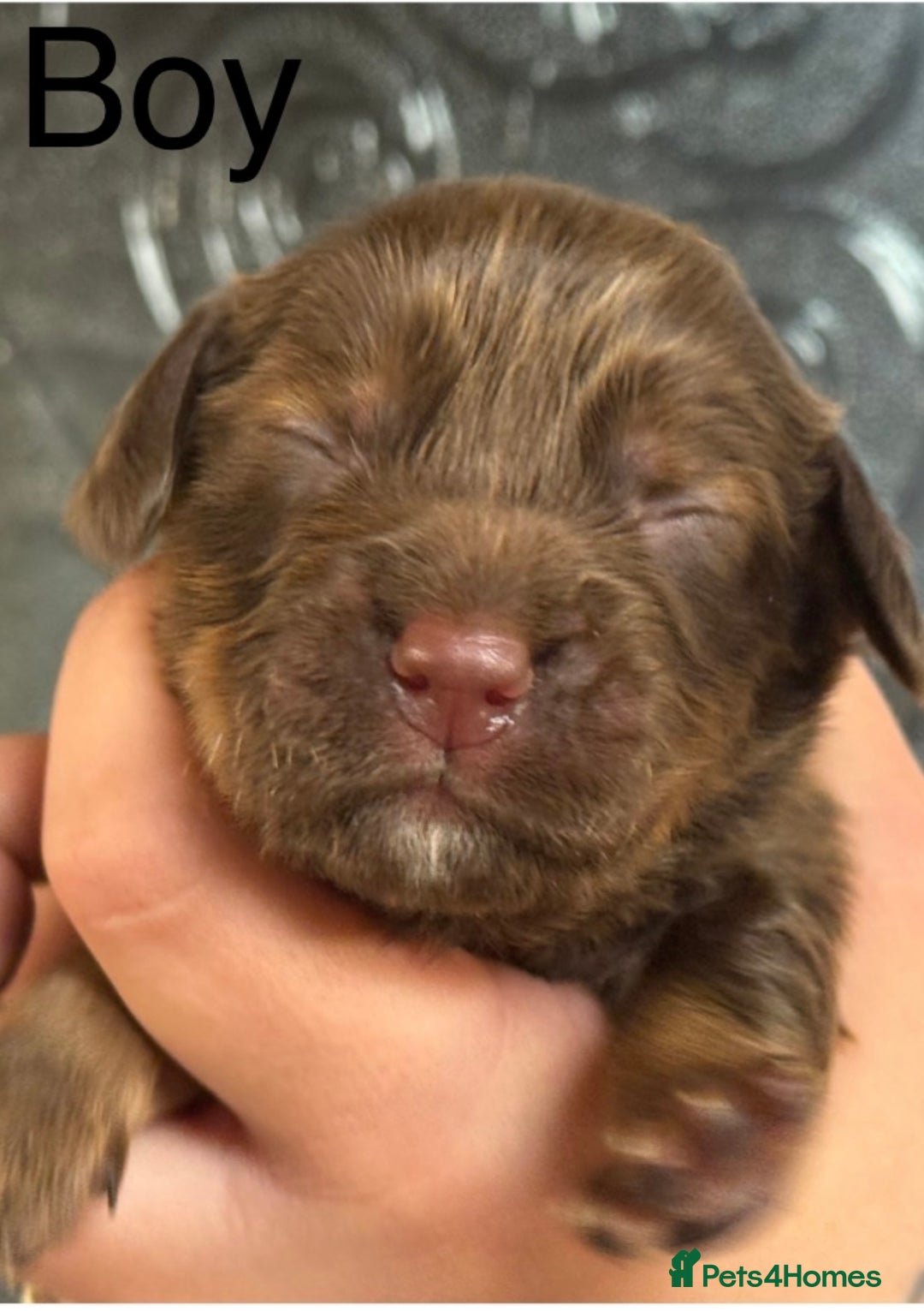 Cocker Spaniel dogs for sale: Healthy Loving Cocker Spaniels  - Image 7