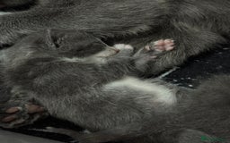 Mixed Breed cats for sale: Regular kittens - Image 12