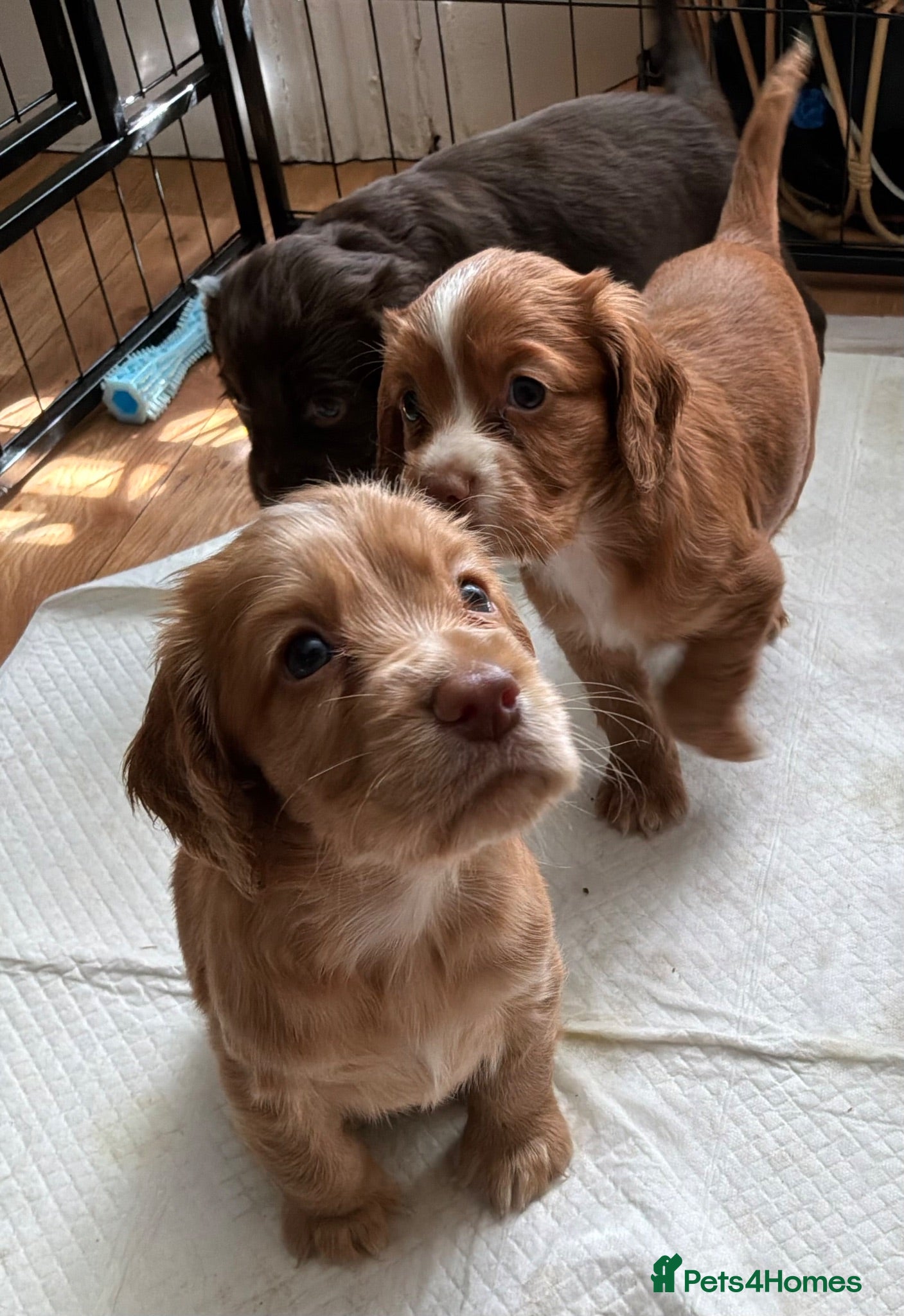Cocker Spaniel dogs Pedigree Working Cocker Spaniels 2 boys available - Advert 8