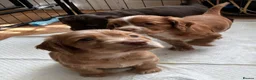 Cocker Spaniel dogs for sale: Pedigree Working Cocker Spaniels 2 boys available - Advert 9