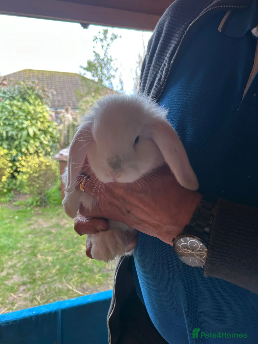 Mini Lop rabbits for sale: Mini lop bunnies  - Advert 2