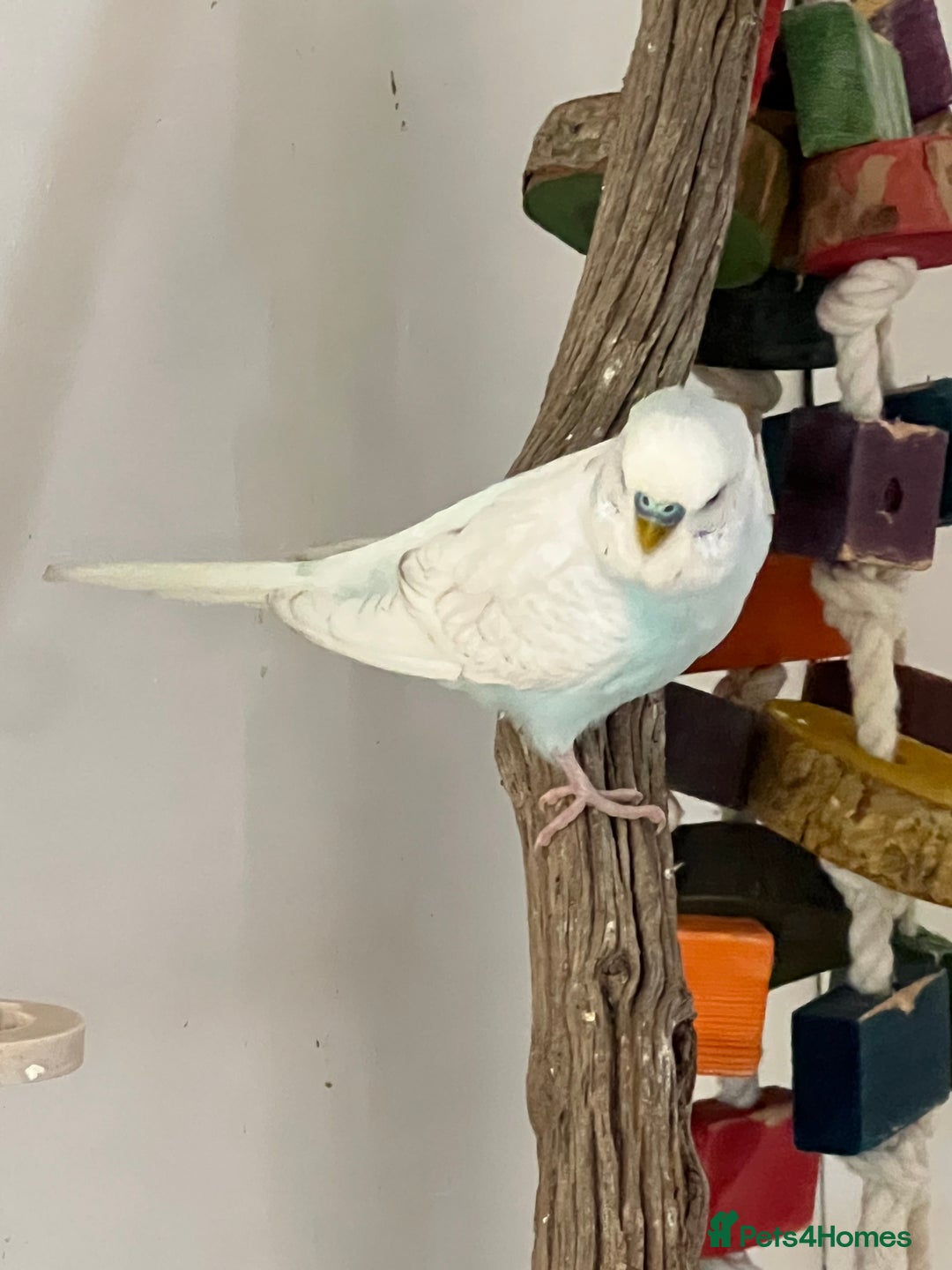 Budgerigars birds for sale: Boy budgies  - Image 6