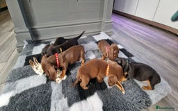 Miniature Dachshund dogs for sale: Miniature Dachshund puppies Longhaired & Smooth  - Image 12