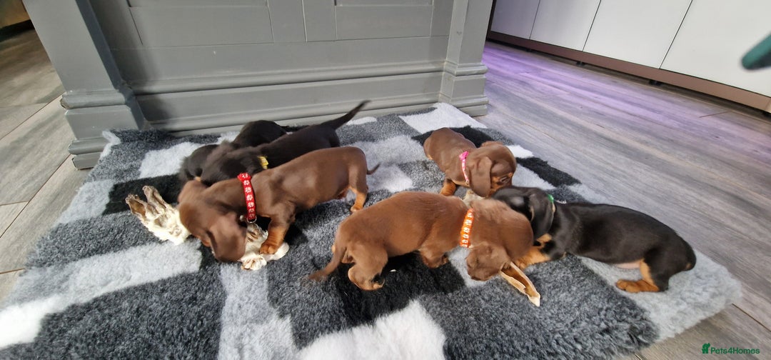 Miniature Dachshund dogs for sale: Miniature Dachshund puppies Longhaired & Smooth  - Image 12