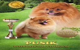 Pomeranian dogs for sale: Pomeranian Girl . Ready to go new home  - Image 14