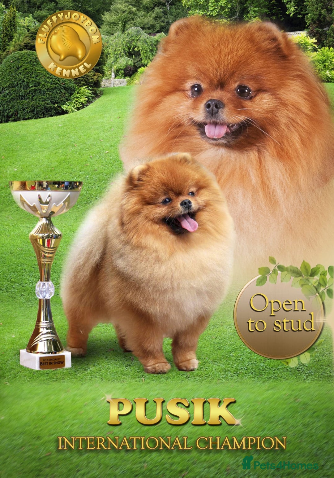 Pomeranian dogs for sale: Pomeranian Girl . Ready to go new home  - Image 14