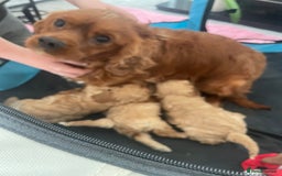 Cavapoo dogs for sale: F1 cavapoo - Image 5