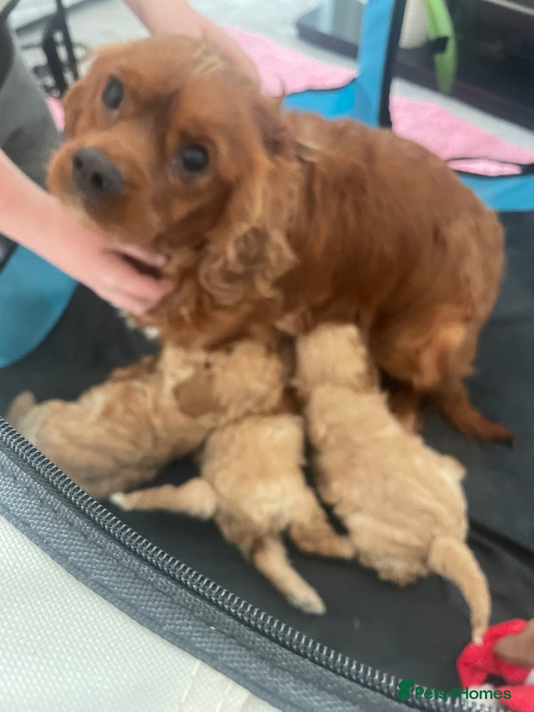Cavapoo dogs for sale: F1 cavapoo - Image 5