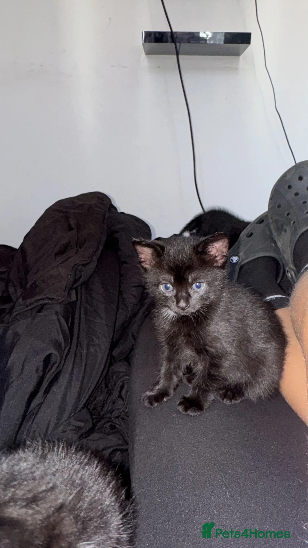 Mixed Breed cats for sale: Ready to leave kittens  in Bishop's Stortford - Advert 1