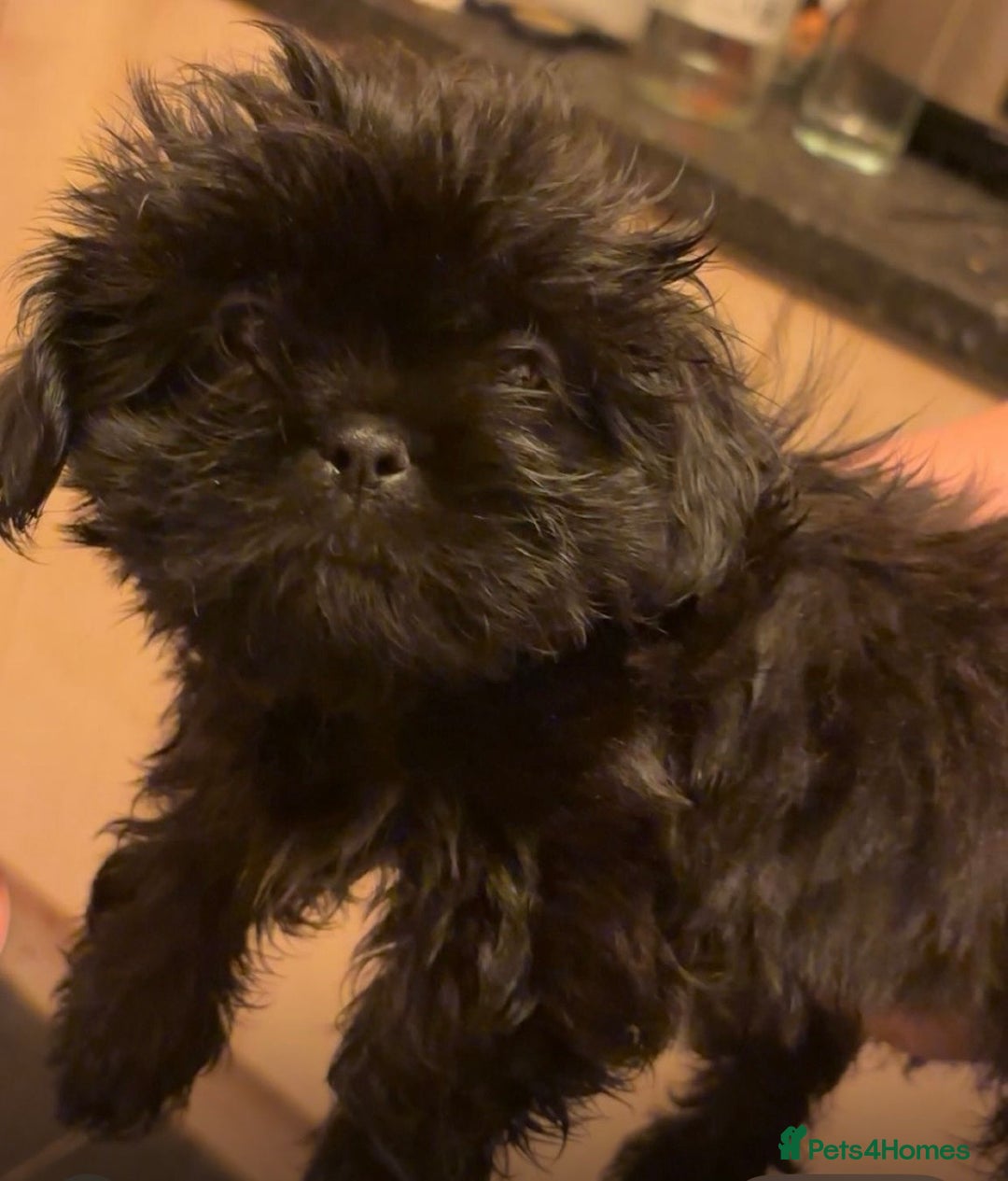 Shih Tzu dogs for sale: Two stunning pups. - Advert 3