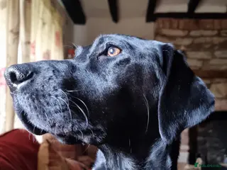 Labrador Retriever dogs KC registered working Labrador Retreiver puppies - Advert 2