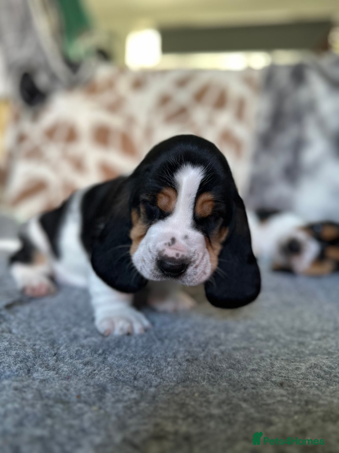 Basset Hound dogs for sale: Basset Hound Puppies - Image 13