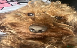 Cavapoo dogs for sale: Cavapoo - Image 4