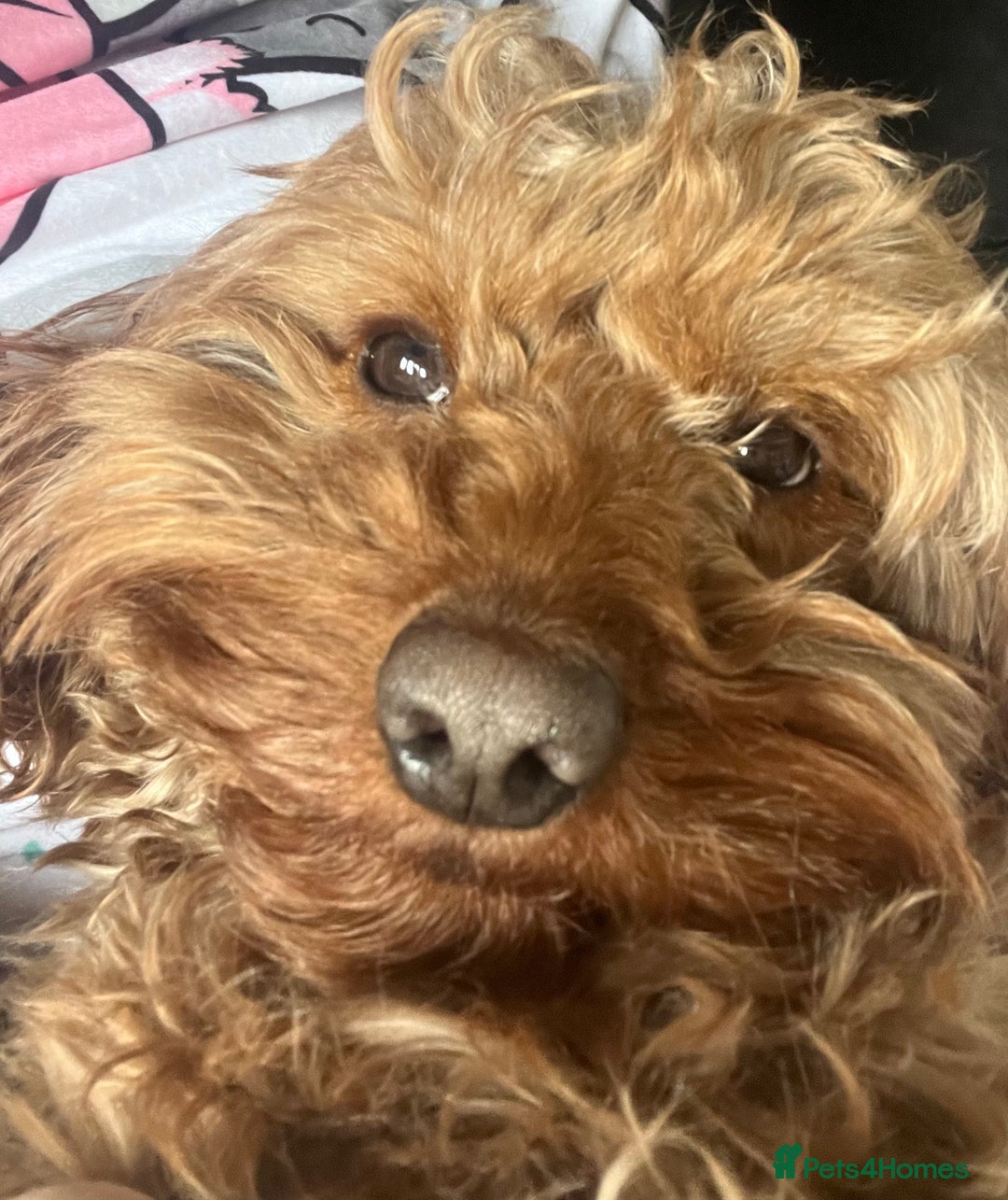 Cavapoo dogs for sale: Cavapoo - Image 4