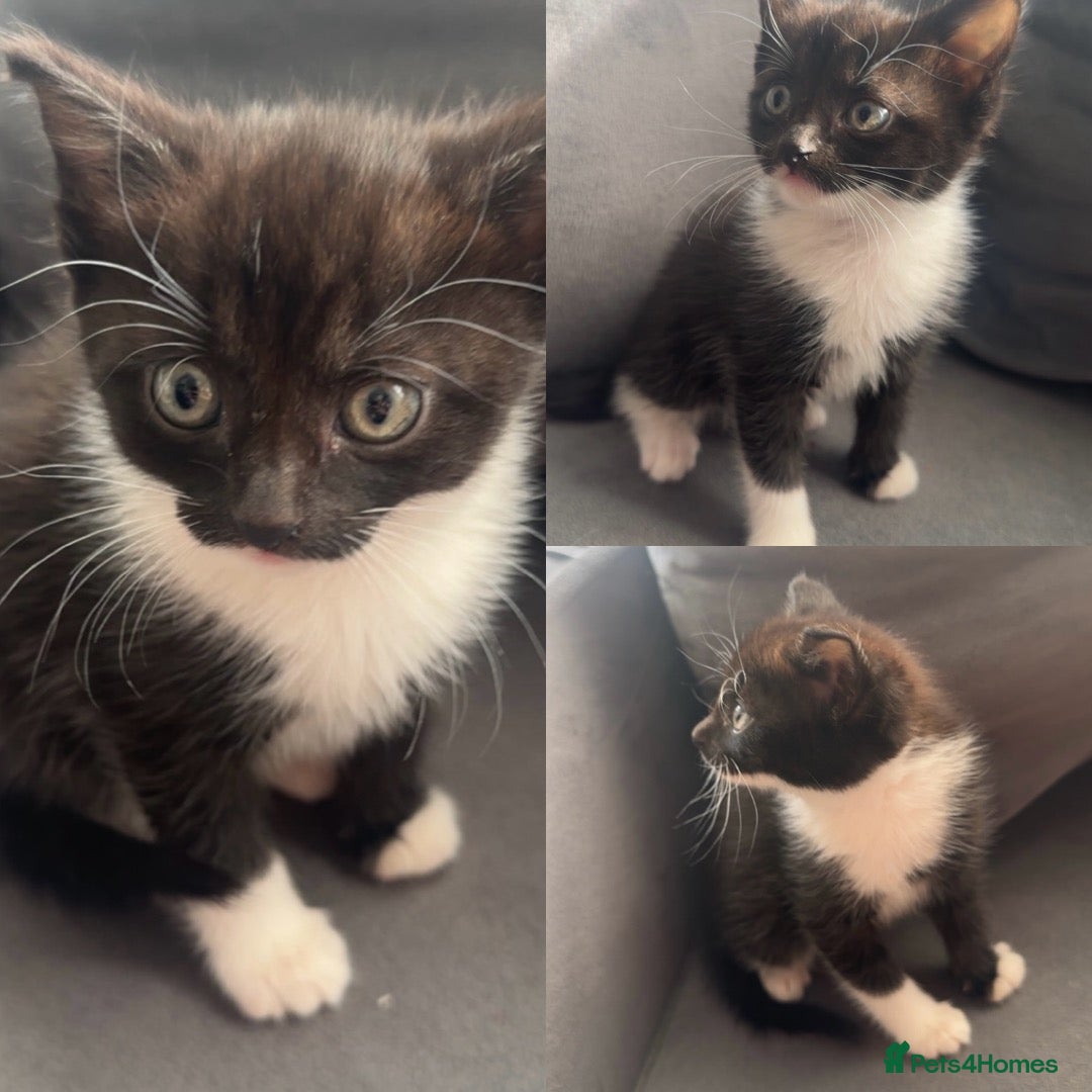 Mixed Breed cats Stunning longhaired female  - Advert 12