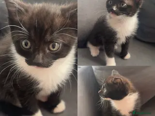 Mixed Breed cats Stunning longhaired female - Advert 12