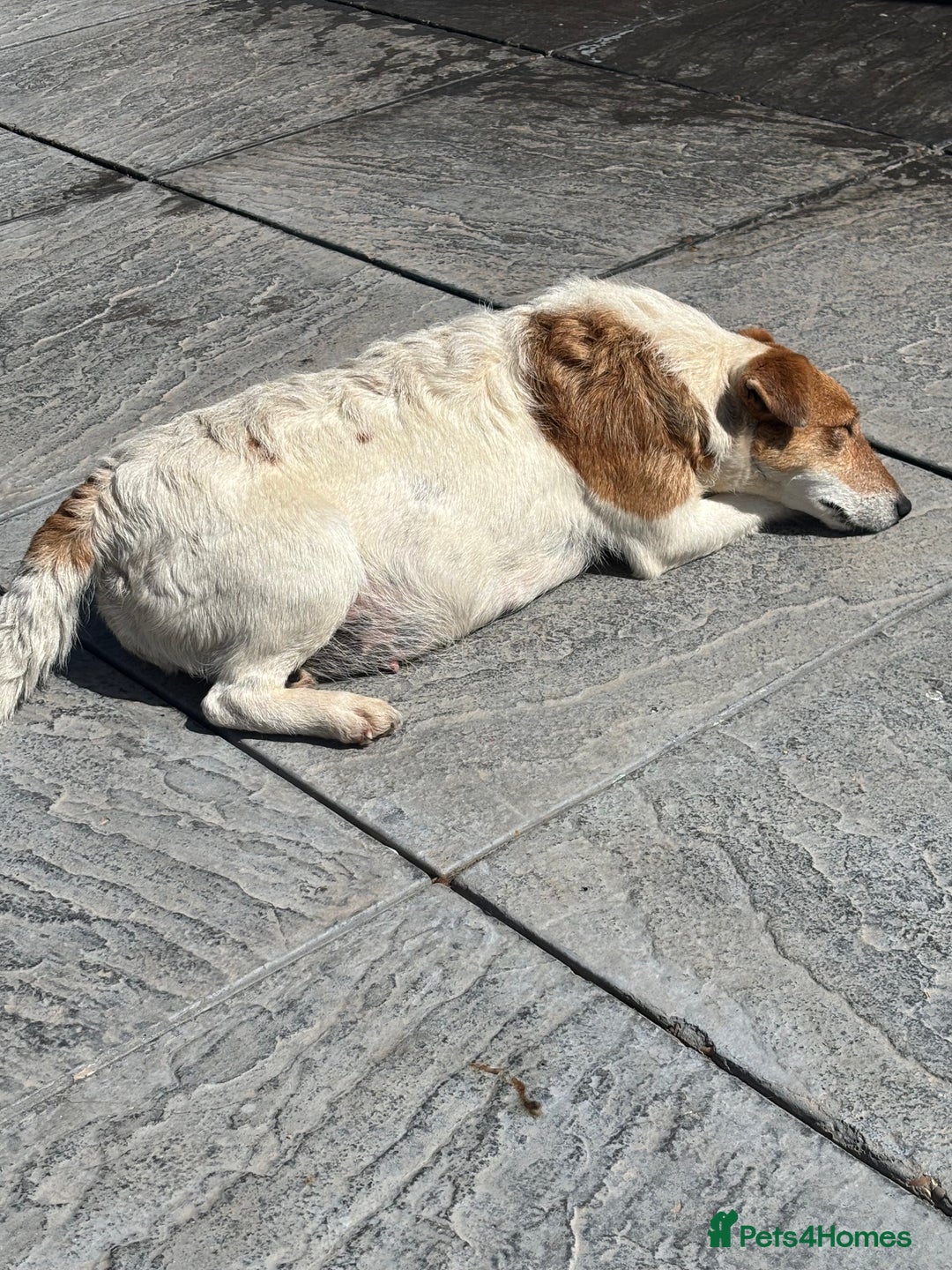 Mixed Breed dogs for sale: Foxipoo puppy’s  - Image 3