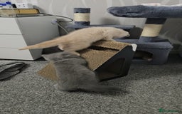 British Shorthair cats for sale: ONLY 2 MALE AVAILABLE.British shorthair  - Image 9