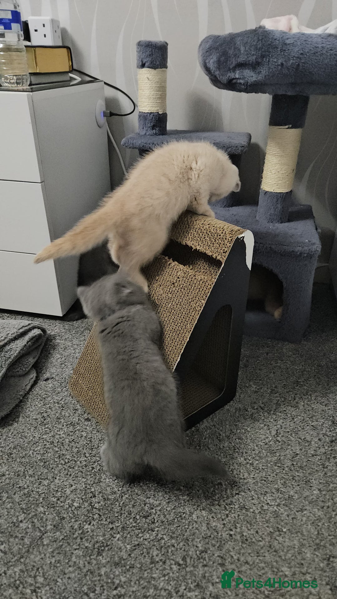 British Shorthair cats for sale: ONLY 2 MALE AVAILABLE.British shorthair  - Image 9